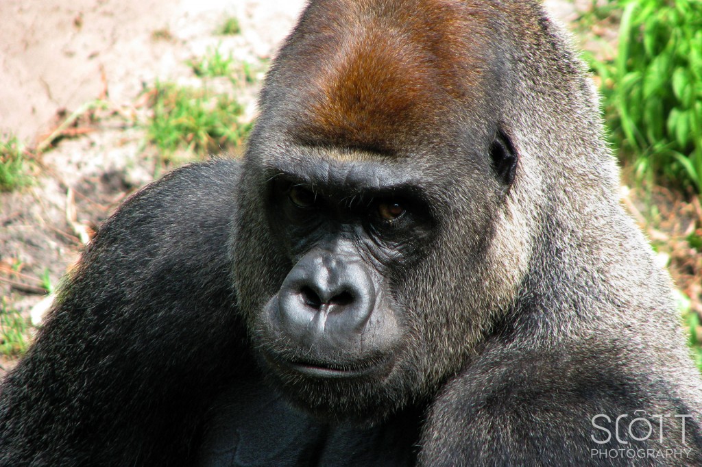 Animal Kingdom Florida - Gorilla Stare Down