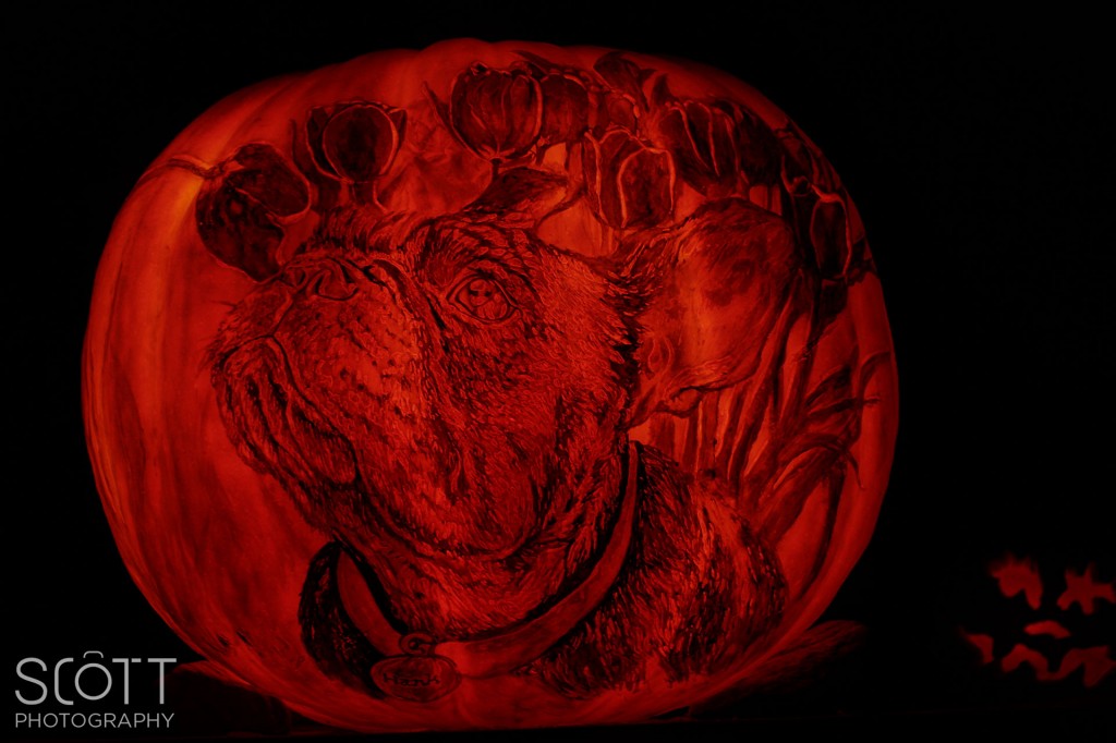 Boston Terrier Pumpkin Carving - Jack-O-Lantern Spectacular - Roger Williams Park Zoo - 2014