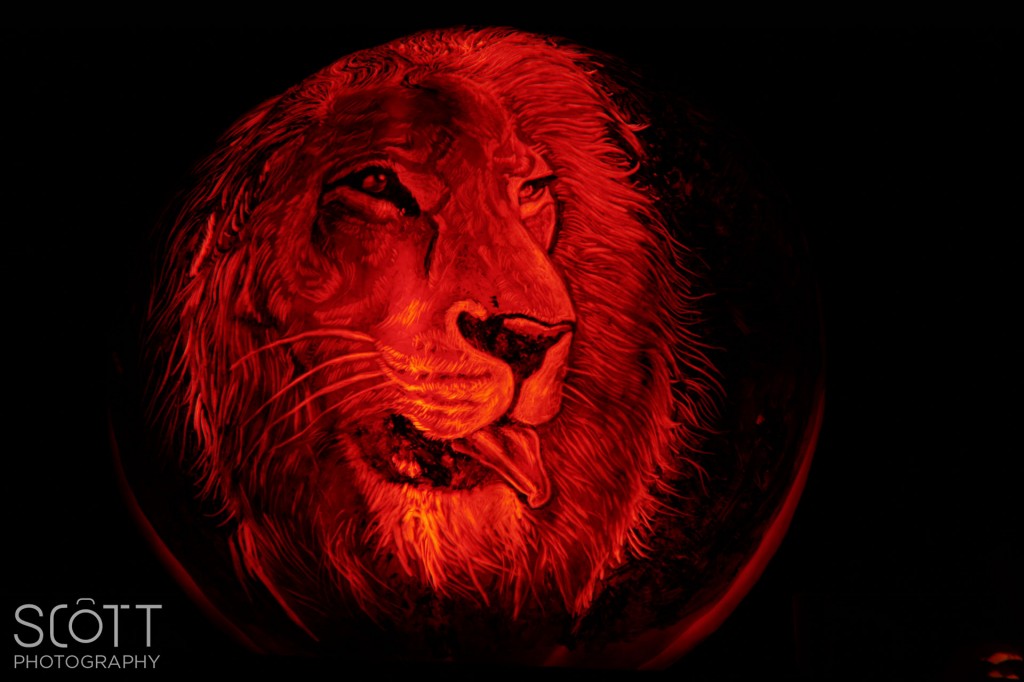 Lion Pumpkin Carving - Jack-O-Lantern Spectacular - Roger Williams Park Zoo - 2014