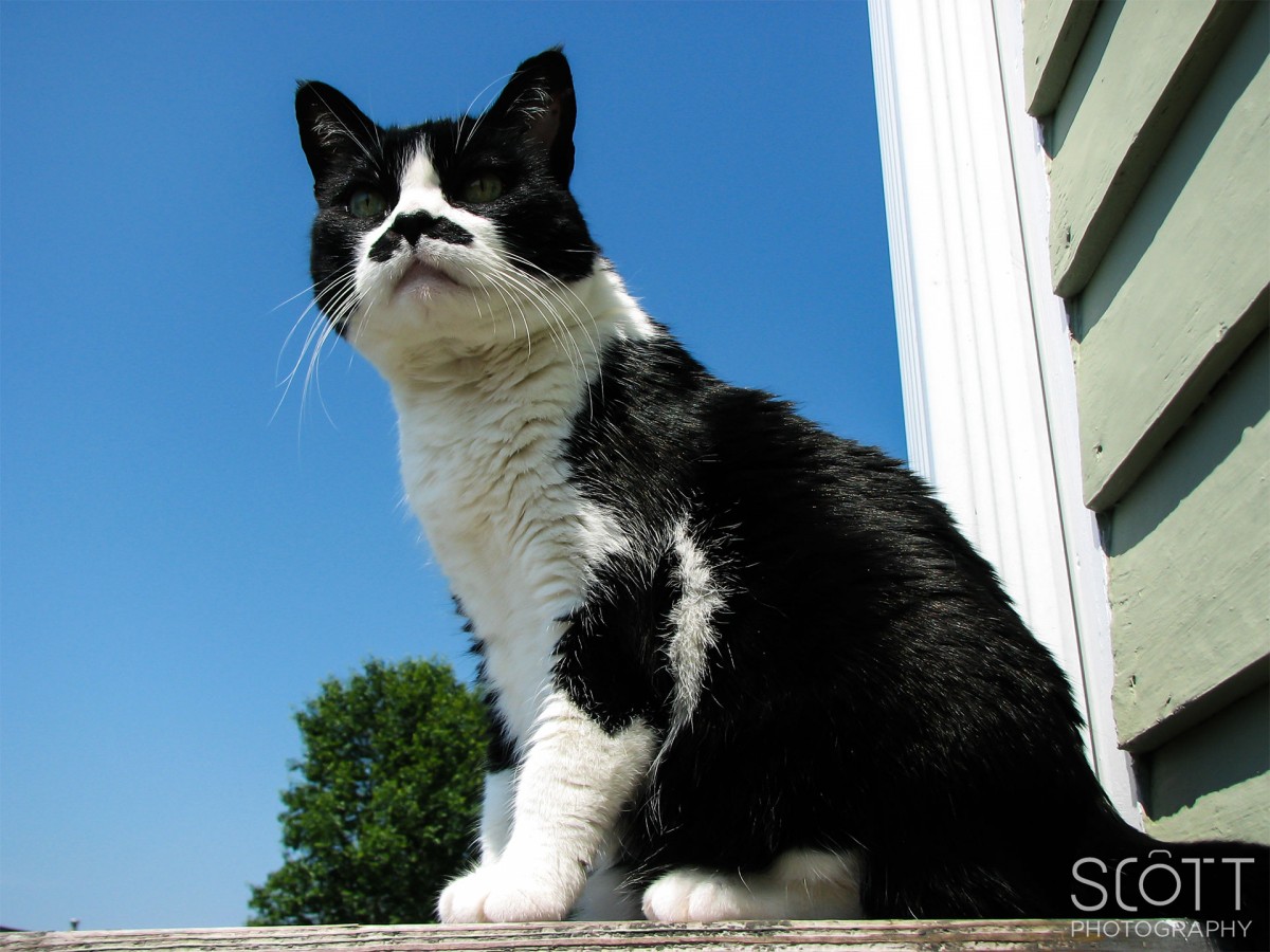 Mustache Cat Scott Sousa